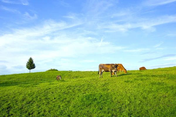 在瑞士草地上吃草的母牛 — 图库照片