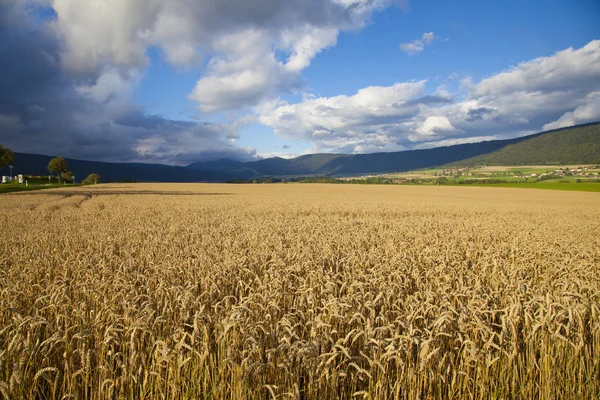 Жито поля в Невшатель, Швейцарія — стокове фото