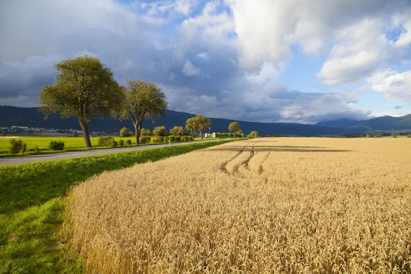 Жито поля в Невшатель, Швейцарія — стокове фото