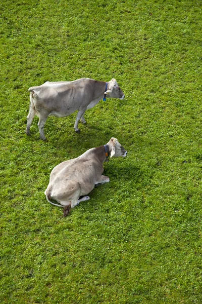 Koeien rusten in een weide gras — Stockfoto