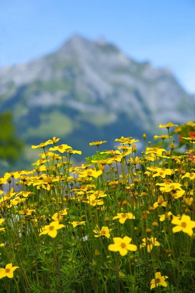 Flores Amarillas en los Alpes Suizos —  Fotos de Stock