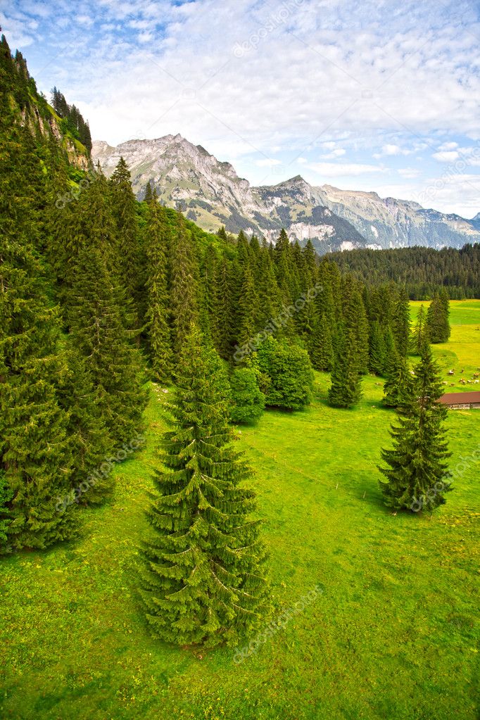 Green forest in the Swiss Alps