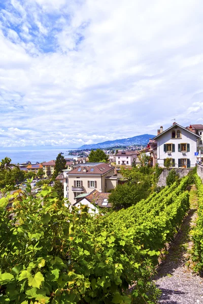 Vingårdar i staden montreux, Schweiz — Stockfoto