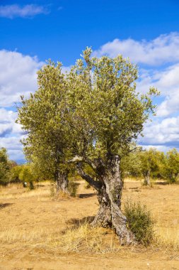 zeytin ağacı