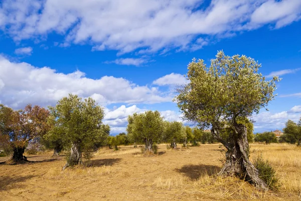 stock image Olive Trees in the countryside