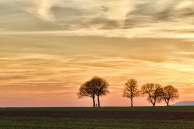 Trees at sunset with walker, Pfalz, Germany clipart