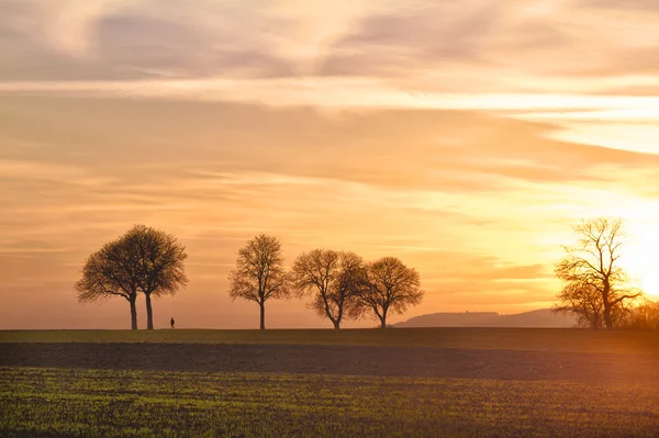 Träd vid solnedgången med walker, pfalz, Tyskland — Stockfoto