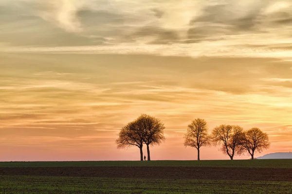 Drzewa na zachód słońca, walker, pfalz, Niemcy — Zdjęcie stockowe
