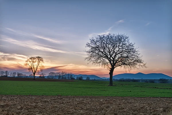 Campo con alberi al crepuscolo vicino a Steinweiler, Pfalz, Germania — Foto Stock