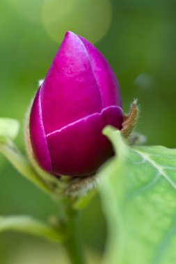 Bloom of a saucer magnolia (lat. Magnolia × soulangeana)