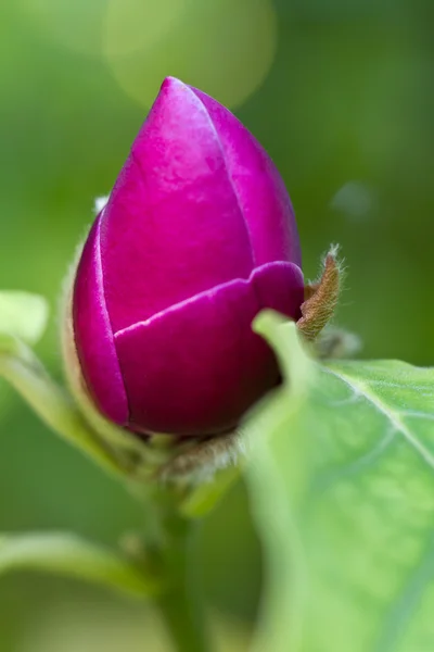 stock image Bloom of a saucer magnolia (lat. Magnolia × soulangeana)