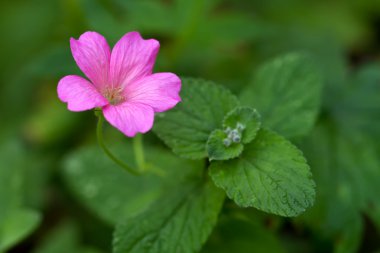 Yaprakları (lat. Sardunya endressii ile Endres cranesbill)