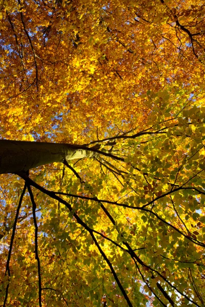 stock image Colorful tree in autumn, Germany