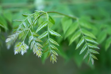 Branch of a Kentucky Coffeetree (lat. Gymnocladus dioicus) clipart