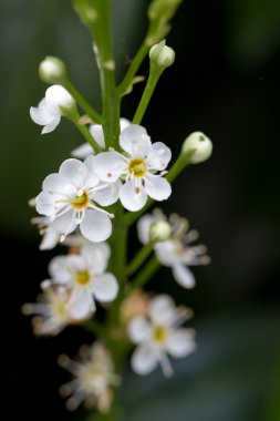 Çiçek açan kiraz Laurel (lat. karayemiş Schipkaensis Macropylla)