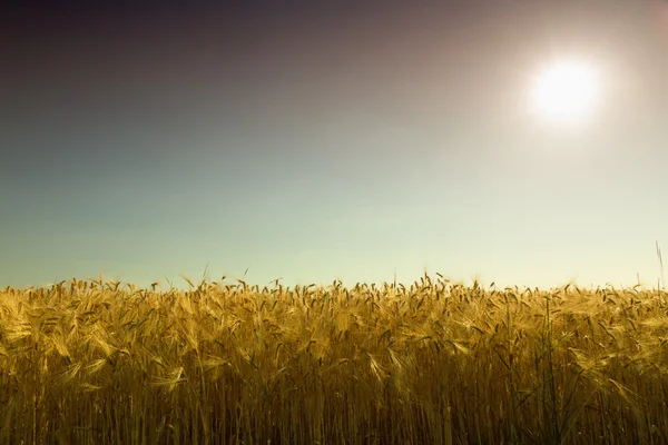 Золотое кукурузное поле против света в Германии — стоковое фото