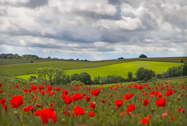 Hills in with field of poppies near Leafield, Cotswolds, UK — Stock Photo, Image