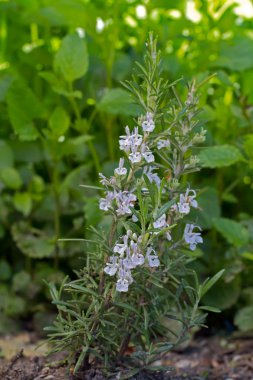 Blooming Rosemary (lat. Rosmarinus officinalis) clipart