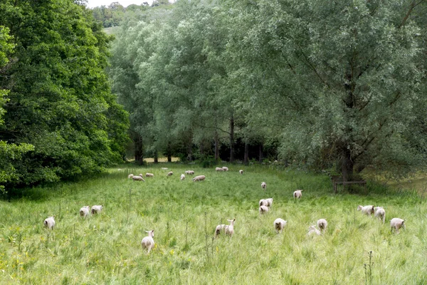 Rebanho de ovelhas com prado verde, Cotswolds, Reino Unido — Fotografia de Stock