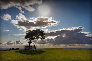 Tree with sun at Cleeve Hill on a windy day, Cotswolds, England clipart