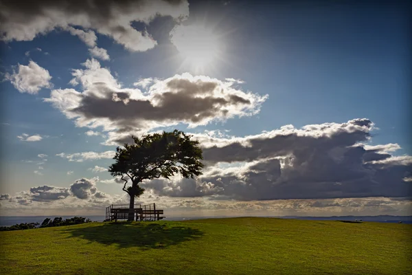 Tree with sun at Cleeve Hill on a windy day, Cotswolds, England — Stock Photo, Image