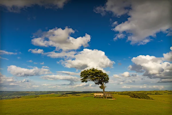 Drzewo z firmą sun w cleeve hill w wietrzny dzień, cotswolds, Anglia — Zdjęcie stockowe