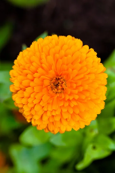Pot Marigold (lat. Calendula officinalis) — Stock Photo, Image