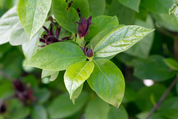 stock image Sweetshrub (Calycanthus floridus)