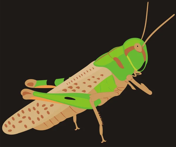 大蝗虫 — 图库矢量图片