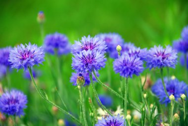 Cornflowers clipart