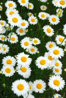 Summer daisies clipart