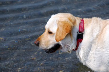 Yellow lab dog clipart