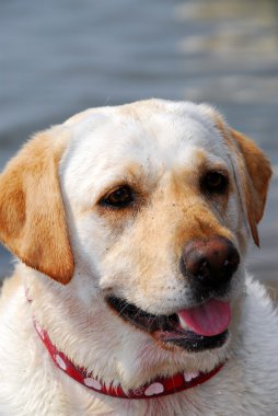 Yellow lab portrait clipart