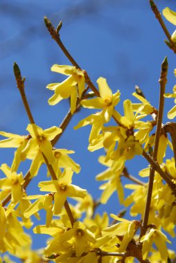 Forsythia flower blue sky clipart