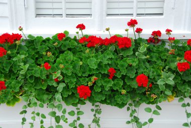 Geraniums on window clipart