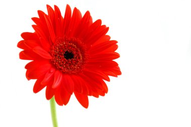 Red gerbera flower clipart