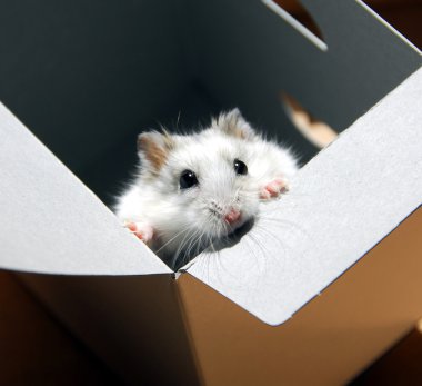 Hamster in a box clipart
