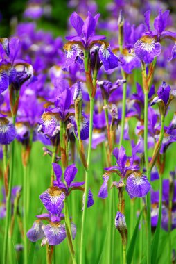 Irises clipart