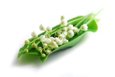 Lily-of-the-valley on white clipart
