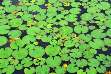 Lily pads background clipart