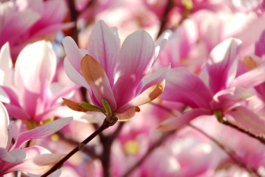 Blooming magnolia clipart