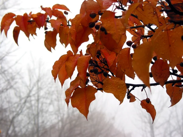 Foggy fall — Stock Photo, Image