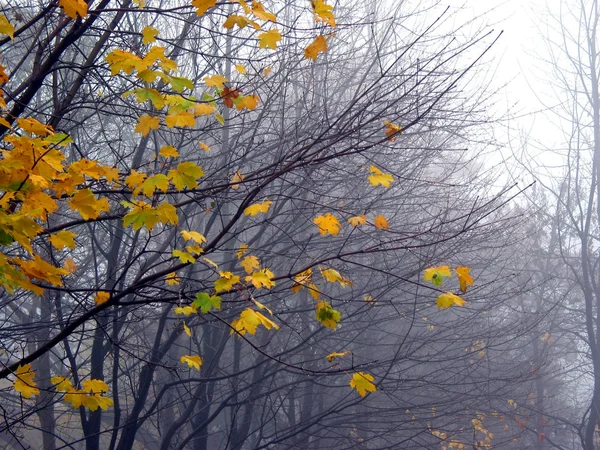 Últimas folhas de bordo no nevoeiro — Fotografia de Stock