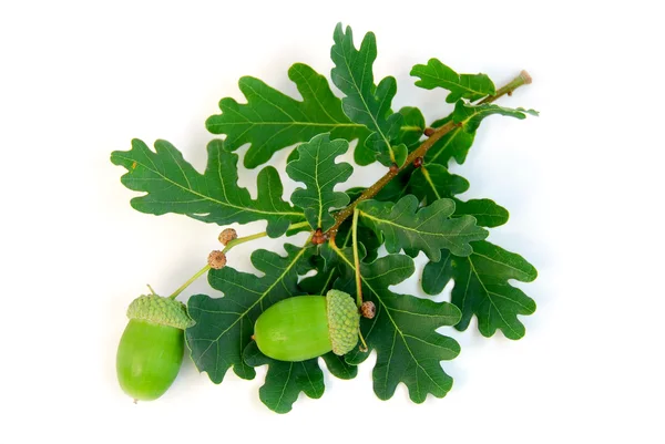 Acorns oak branch — Stock Photo, Image