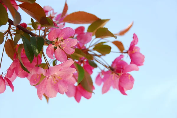 Apfelblüte — Stockfoto