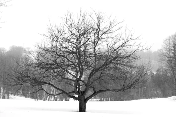 Яблоня зимой — стоковое фото
