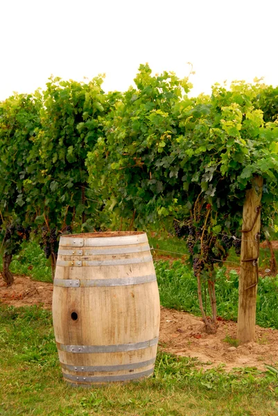 Винный бочонок на винограднике — стоковое фото