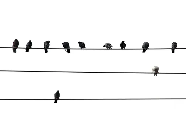 Pájaros en el alambre — Foto de Stock