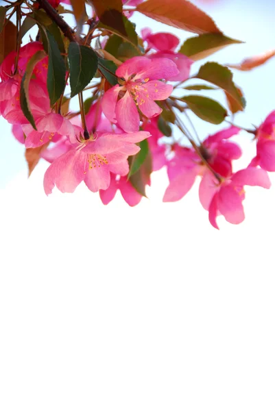 Blooming branch — Stock Photo, Image