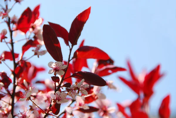 Bloomig 樱桃 — 图库照片